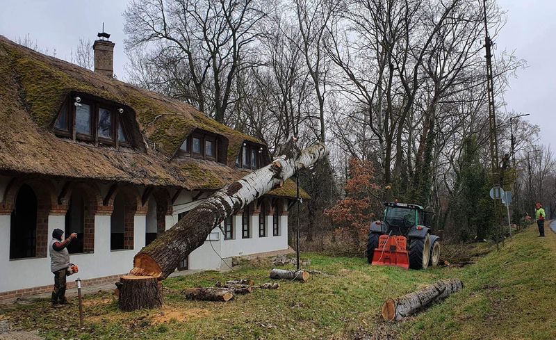 Veszélyes fák kivágása